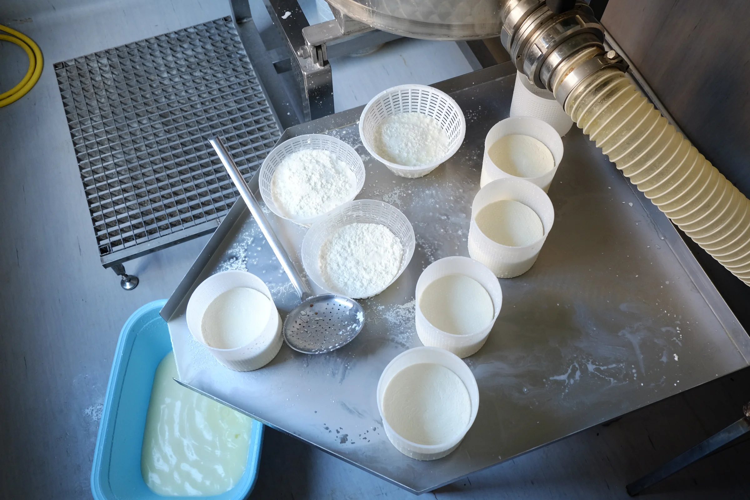 Freshly filled moulds of goat’s milk ricotta on a steel counter, seen from above