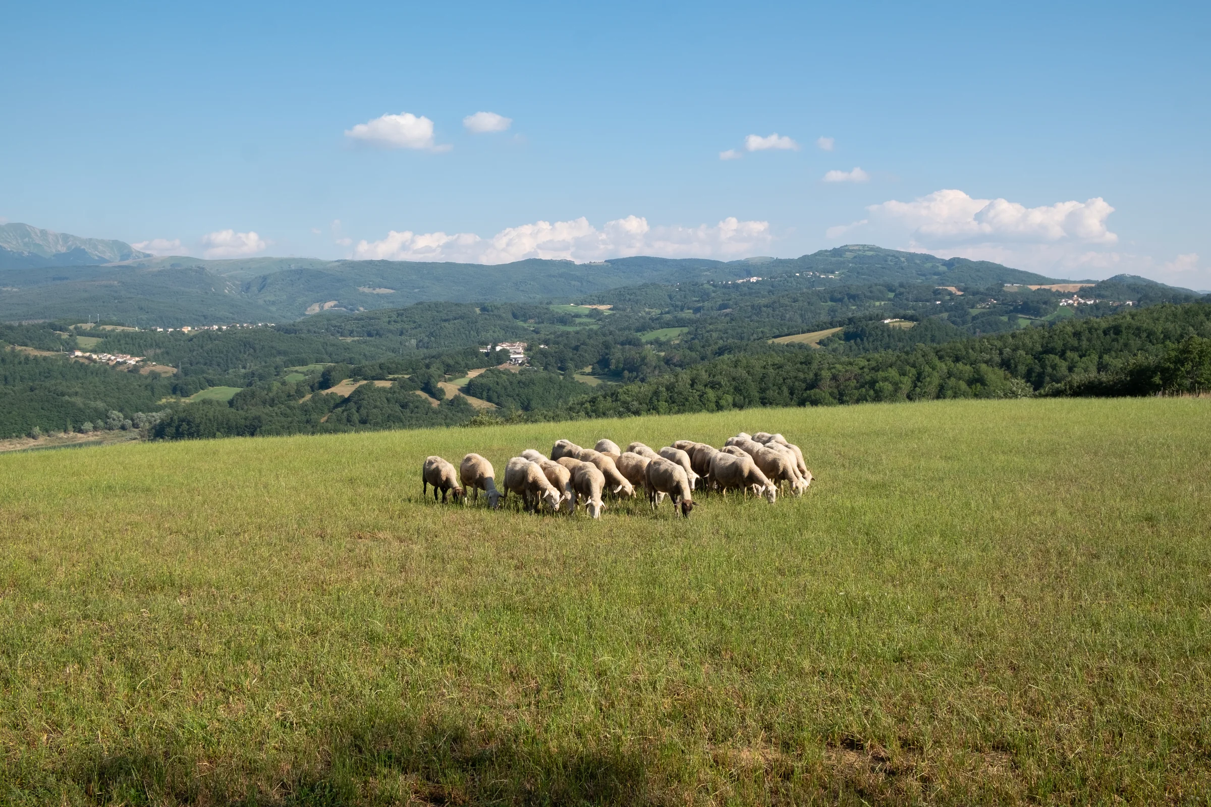 A flock of sheep grazing on the hills of Santa Giusta