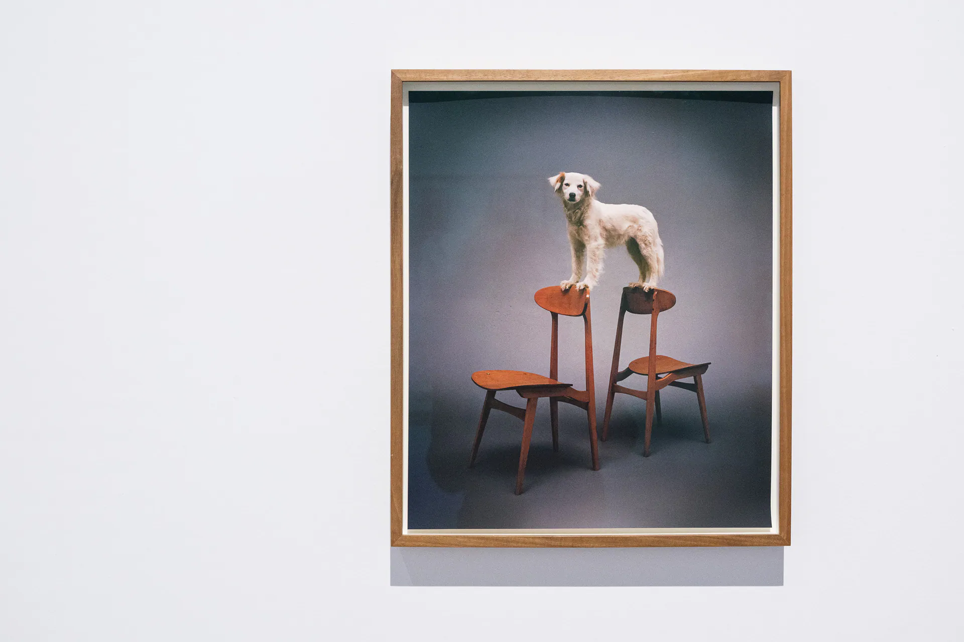 Linda Fregni Nagler. Anger Pleasure Fear, GAM Torino: photograph 15 of 23